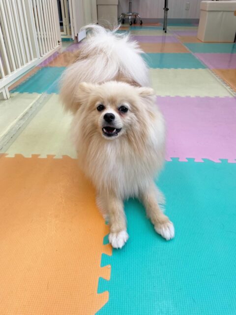 ベルちゃん🐶
今日はお店の小さい子達やモカちゃんと追いかけっこをしたりして楽しそうでした😊
身体の大きなお店のスタンダードプードルちゃんとも上手に遊んでいました👏
🐾🐶愛犬のお悩みご相談ください🐶🐾
@kenkohmura_official
↑フォロー待ってます↑
〒955-0091 新潟県三条市上須頃大割428−1
☎︎ 0256-35-2571
✉️ info@kenkohmura.jp
HP: http://kenkohmura.jp
LINE: https://lin.ee/7LIz5sb
#犬幸村#犬の幼稚園 #吠える、噛む #犬のしつけ #トイレ
ポメラニアン ポメ ぽめ