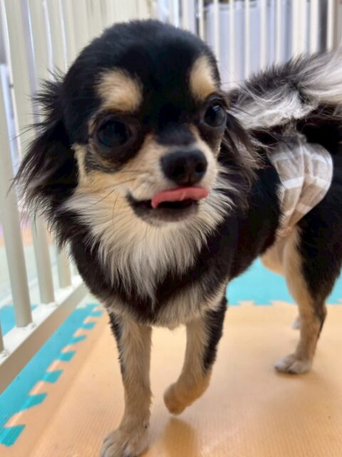 きりまるちゃん&まろちゃん🐶
本日は午前中かなりテンションが高く、走り回ったり、激しいワンプロを仕掛けあったりして楽しんでくれていました👍
午後からは疲れたのかスタッフの膝の上でお休みタイム‼️寝顔も可愛いすぎました😍
🐾🐶愛犬のお悩みご相談ください🐶🐾
@kenkohmura_official
↑フォロー待ってます↑
〒955-0091 新潟県三条市上須頃大割428−1
☎︎ 0256-35-2571
✉️ info@kenkohmura.jp
HP: http://kenkohmura.jp
LINE: https://lin.ee/7LIz5sb
#犬幸村#犬の幼稚園 #吠える、噛む #犬のしつけ #トイレ
チワワチワワ可愛いチワワ大好きチワワ倶楽部
