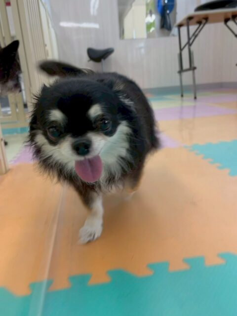 こまめちゃん&カプチーノちゃん🐶
本日こまめちゃんはスタッフやボランティアの方に甘えん坊さんでたくさんかまってアピールをしていました🤭
カプチーノちゃんはまろちゃんにたくさんかまって攻撃をされていました🤭カプチーノちゃんも匂いを嗅いだり挨拶などできていたのでよかったです👍
🐾🐶愛犬のお悩みご相談ください🐶🐾
@kenkohmura_official
↑フォロー待ってます↑
〒955-0091 新潟県三条市上須頃大割428−1
☎︎ 0256-35-2571
✉️ info@kenkohmura.jp
HP: http://kenkohmura.jp
LINE: https://lin.ee/7LIz5sb
#犬幸村#犬の幼稚園 #吠える、噛む #犬のしつけ #トイレ
チワワチワワ可愛いチワワ大好きチワワ倶楽部チワワ可愛いすぎる
