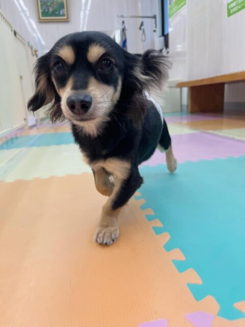 はにちゃん🐶
ゆずちゃんと遊んだり、マルちゃんに遊びに誘われていたりしていました😆
しつこいと叱ったりしていました!
🐾🐶愛犬のお悩みご相談ください🐶🐾
@kenkohmura_official
↑フォロー待ってます↑
〒955-0091 新潟県三条市上須頃大割428−1
☎︎ 0256-35-2571
✉️ info@kenkohmura.jp
HP: http://kenkohmura.jp
LINE: https://lin.ee/7LIz5sb
#犬幸村#犬の幼稚園 #吠える噛む #犬のしつけ #トイレ
ミックス犬 ミックス犬大好き ミックス犬可愛い