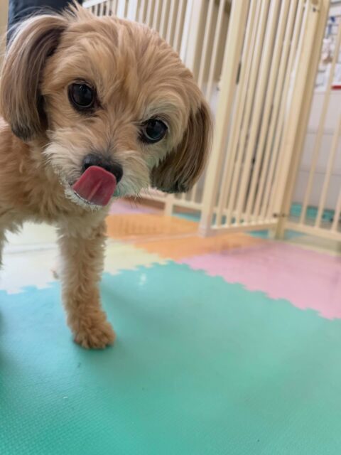 幼稚園体験に来てくれました🐶
最初はかなり周りを警戒したり、スタッフやボランティアの方を警戒していましたがだんだん距離が近くなって来て最終的には自分から抱っこをさせてくれました👍
1時間くらいでしたがかなり成長を感じました👏
🐾🐶愛犬のお悩みご相談ください🐶🐾
@kenkohmura_official
↑フォロー待ってます↑
〒955-0091 新潟県三条市上須頃大割428−1
☎︎ 0256-35-2571
✉️ info@kenkohmura.jp
HP: http://kenkohmura.jp
LINE: https://lin.ee/7LIz5sb
#犬幸村#犬の幼稚園 #吠える、噛む #犬のしつけ #トイレ
ミックスミックス犬ミックス犬可愛いミックス犬大好きミックス犬倶楽部