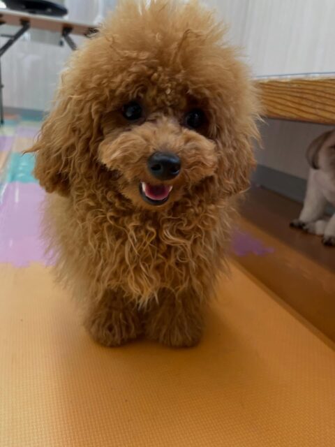 ププちゃん🐶
ニコペットにいる子達やゆずちゃんと仲良く遊んでいました😄
歯磨きトレーニング開始して6ヶ月経過しました🦷🪥✨
これからも白い歯を維持していきましょう!!
🐾🐶愛犬のお悩みご相談ください🐶🐾
@kenkohmura_official
↑フォロー待ってます↑
〒955-0091 新潟県三条市上須頃大割428−1
☎︎ 0256-35-2571
✉️ info@kenkohmura.jp
HP: http://kenkohmura.jp
LINE: https://lin.ee/7LIz5sb
#犬幸村#犬の幼稚園 #吠える噛む #犬のしつけ #トイレ
トイプードル トイプードル可愛い トイプードル大好き