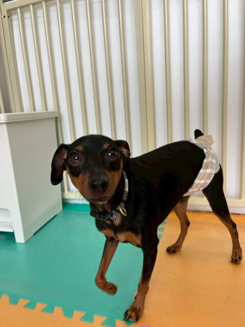 ちょこたんちゃん🐶
本日は午前中から夕方まではしゃぎ回って、ププちゃんやまるちゃん、ぽん太達とワンプロをしたりして非常に楽しそうに過ごしていました🤭
午後からは疲れたのかスタッフの膝の上でうとうとお休みタイムでした🤣
🐾🐶愛犬のお悩みご相談ください🐶🐾
@kenkohmura_official
↑フォロー待ってます↑
〒955-0091 新潟県三条市上須頃大割428−1
☎︎ 0256-35-2571
✉️ info@kenkohmura.jp
HP: http://kenkohmura.jp
LINE: https://lin.ee/7LIz5sb
#犬幸村#犬の幼稚園 #吠える、噛む #犬のしつけ #トイレ
ミニピンミニピン可愛いミニピン大好きミニピン倶楽部