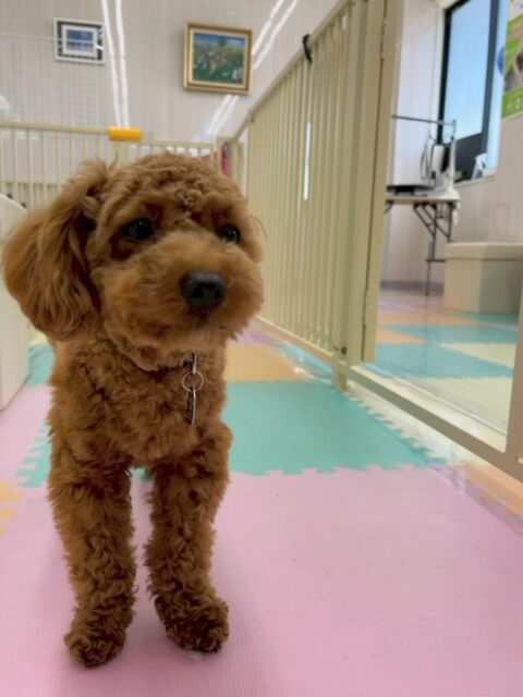モカちゃん🐶
本日は仲良しのププちゃんやニコペットのチワワちゃん達と走り回ったり、遊びの駆け引きを楽しんだりして過ごしていました👍
🐾🐶愛犬のお悩みご相談ください🐶🐾
@kenkohmura_official
↑フォロー待ってます↑
〒955-0091 新潟県三条市上須頃大割428−1
☎︎ 0256-35-2571
✉️ info@kenkohmura.jp
HP: http://kenkohmura.jp
LINE: https://lin.ee/7LIz5sb
#犬幸村#犬の幼稚園 #吠える、噛む #犬のしつけ #トイレ
トイプートイプー可愛いトイプー大好きトイプー倶楽部トイプー可愛いすぎる