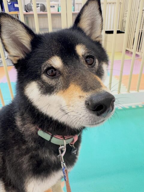 つむぎちゃん🐶
本日はスタッフが近づいてもあまり警戒せずに匂いを嗅いだりしてくれて可愛いすぎました😍
園内では鶴丸に自分から挨拶をしたり、匂いを嗅いでみたりしてチャレンジして頑張ってくれていました👍
🐾🐶愛犬のお悩みご相談ください🐶🐾
@kenkohmura_official
↑フォロー待ってます↑
〒955-0091 新潟県三条市上須頃大割428−1
☎︎ 0256-35-2571
✉️ info@kenkohmura.jp
HP: http://kenkohmura.jp
LINE: https://lin.ee/7LIz5sb
#犬幸村#犬の幼稚園 #吠える、噛む #犬のしつけ #トイレ
柴犬柴犬可愛い柴犬大好き柴犬倶楽部柴犬可愛いすぎる