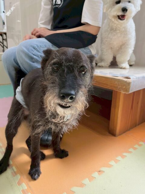 小乃輔ちゃん🐶
本日はピピちゃんや大吉ちゃん、ぽん太達のビション組と走り回ったり、みんなでワンプロを仕掛けあったりしたりして楽しんでいました🤭
🐾🐶愛犬のお悩みご相談ください🐶🐾
@kenkohmura_official
↑フォロー待ってます↑
〒955-0091 新潟県三条市上須頃大割428−1
☎︎ 0256-35-2571
✉️ info@kenkohmura.jp
HP: http://kenkohmura.jp
LINE: https://lin.ee/7LIz5sb
#犬幸村#犬の幼稚園 #吠える、噛む #犬のしつけ #トイレ
ミックスミックス犬ミックス犬可愛いミックス犬大好きミックス犬倶楽部