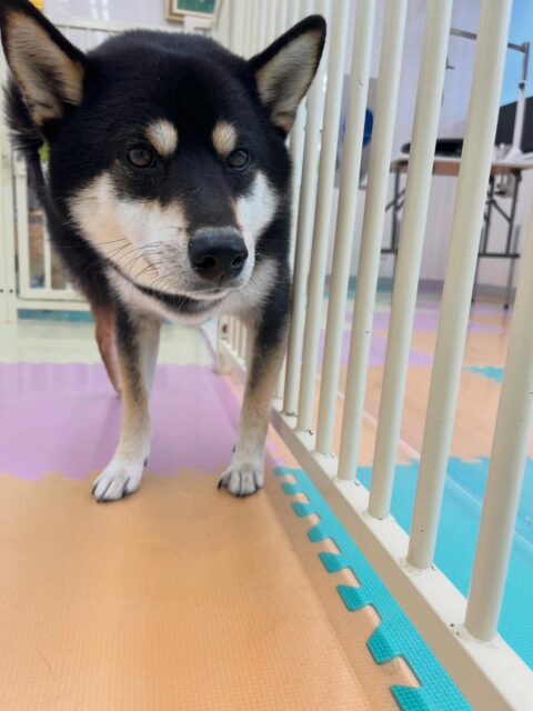 北斗ちゃん🐶
つむぎちゃんと激しくおしゃべりしたり、やん丸と仲良くくっついてのんびり過ごしていました☺️
服のトレーニングでは上手にやらせてくれていました👏
🐾🐶愛犬のお悩みご相談ください🐶🐾
@kenkohmura_official
↑フォロー待ってます↑
〒955-0091 新潟県三条市上須頃大割428−1
☎︎ 0256-35-2571
✉️ info@kenkohmura.jp
HP: http://kenkohmura.jp
LINE: https://lin.ee/7LIz5sb
#犬幸村#犬の幼稚園 #吠える噛む #犬のしつけ #トイレ
黒柴 黒柴大好き 黒柴可愛い