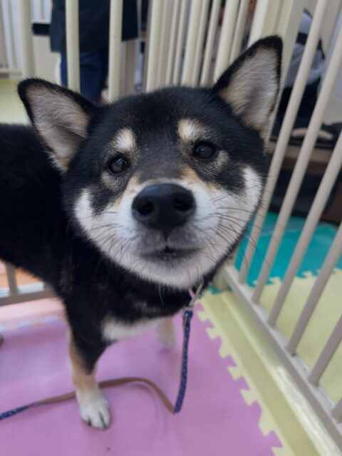 つむぎちゃん🐶
北斗ちゃんとおしゃべりしたり、午後からは上手に挨拶できていたりしていました✨
🐾🐶愛犬のお悩みご相談ください🐶🐾
@kenkohmura_official
↑フォロー待ってます↑
〒955-0091 新潟県三条市上須頃大割428−1
☎︎ 0256-35-2571
✉️ info@kenkohmura.jp
HP: http://kenkohmura.jp
LINE: https://lin.ee/7LIz5sb
#犬幸村#犬の幼稚園 #吠える噛む #犬のしつけ #トイレ
黒柴 黒柴大好き 黒柴可愛い