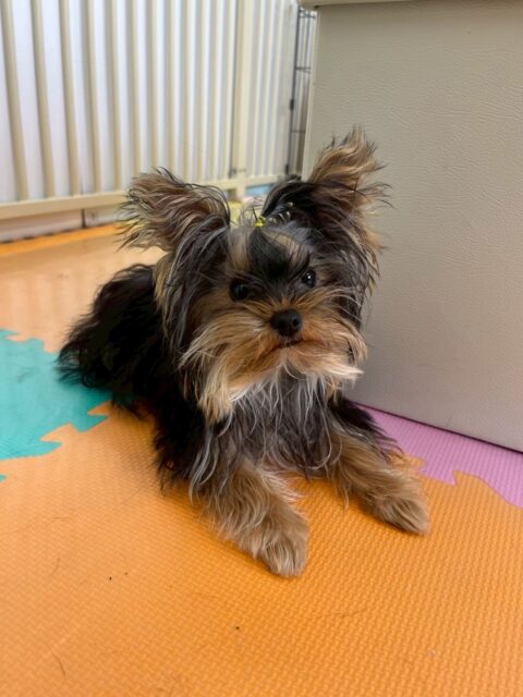 クッキーちゃん🐶
本日はふうちゃんや、ププちゃん、まるちゃん達と走り回ったり、みんなでワンプロを仕掛けあったりしてかなりみんなと遊び回れていました👍
🐾🐶愛犬のお悩みご相談ください🐶🐾
@kenkohmura_official
↑フォロー待ってます↑
〒955-0091 新潟県三条市上須頃大割428−1
☎︎ 0256-35-2571
✉️ info@kenkohmura.jp
HP: http://kenkohmura.jp
LINE: https://lin.ee/7LIz5sb
#犬幸村#犬の幼稚園 #吠える、噛む #犬のしつけ #トイレ
ヨーキーヨーキー大好きヨーキー倶楽部ヨーキー可愛いすぎる