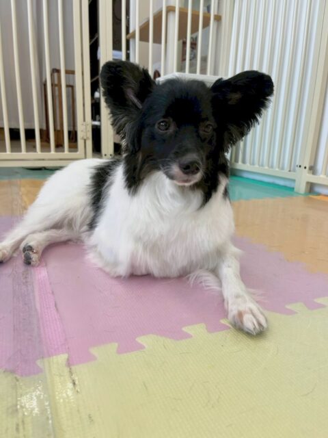 リラちゃん🐶
本日はスッキリカットでイメージチェンジ‼️非常にスッキリ可愛いくなりました😍
園内では神威ちゃんやマロンちゃん、まろちゃん達と走り回ったり、遊びを仕掛けあったりして楽しんで過ごしていました👍
🐾🐶愛犬のお悩みご相談ください🐶🐾
@kenkohmura_official
↑フォロー待ってます↑
〒955-0091 新潟県三条市上須頃大割428−1
☎︎ 0256-35-2571
✉️ info@kenkohmura.jp
HP: http://kenkohmura.jp
LINE: https://lin.ee/7LIz5sb
#犬幸村#犬の幼稚園 #吠える、噛む #犬のしつけ #トイレ
ミックスミックス犬ミックス犬可愛いミックス犬大好きミックス犬倶楽部