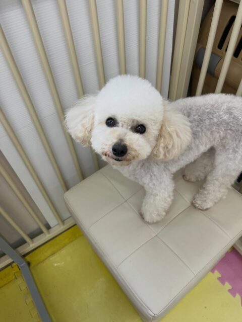 こむぎちゃん🐶
はにちゃんと挨拶したり、マルちゃんに遊びに誘われていてしつこいと叱ったりしていました☺️
🐾🐶愛犬のお悩みご相談ください🐶🐾
@kenkohmura_official
↑フォロー待ってます↑
〒955-0091 新潟県三条市上須頃大割428−1
☎︎ 0256-35-2571
✉️ info@kenkohmura.jp
HP: http://kenkohmura.jp
LINE: https://lin.ee/7LIz5sb
#犬幸村#犬の幼稚園 #吠える噛む #犬のしつけ #トイレ
トイプードル トイプードル大好き トイプードル可愛い