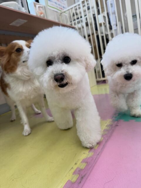 ピピちゃん🐶
本日は大吉ちゃんとぽん太のチームビションで一緒に歩き回ったり、並んでスタッフの膝の上にいたりして可愛いすぎました🤭
🐾🐶愛犬のお悩みご相談ください🐶🐾
@kenkohmura_official
↑フォロー待ってます↑
〒955-0091 新潟県三条市上須頃大割428−1
☎︎ 0256-35-2571
✉️ info@kenkohmura.jp
HP: http://kenkohmura.jp
LINE: https://lin.ee/7LIz5sb
#犬幸村#犬の幼稚園 #吠える、噛む #犬のしつけ #トイレ
ビションビション可愛いビションビション倶楽部