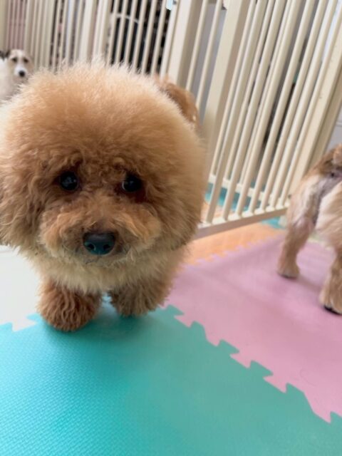 ププちゃん🐶
本日はまるちゃんやふうちゃん、ちょこたんちゃん達と走り回ったり、みんなでワンプロを仕掛けあったりして楽しんでいました🤭
🐾🐶愛犬のお悩みご相談ください🐶🐾
@kenkohmura_official
↑フォロー待ってます↑
〒955-0091 新潟県三条市上須頃大割428−1
☎︎ 0256-35-2571
✉️ info@kenkohmura.jp
HP: http://kenkohmura.jp
LINE: https://lin.ee/7LIz5sb
#犬幸村#犬の幼稚園 #吠える、噛む #犬のしつけ #トイレ
トイプートイプー可愛いトイプー大好きトイプー倶楽部トイプー可愛いすぎる