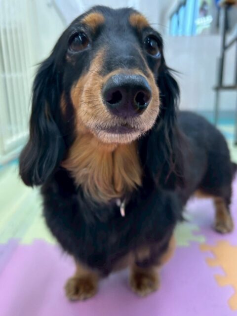 クッキーちゃん🐶
マルちゃんに遊びに誘われていたりスタッフに撫でられるとお腹出していたりしていました😆
🐾🐶愛犬のお悩みご相談ください🐶🐾
@kenkohmura_official
↑フォロー待ってます↑
〒955-0091 新潟県三条市上須頃大割428−1
☎︎ 0256-35-2571
✉️ info@kenkohmura.jp
HP: http://kenkohmura.jp
LINE: https://lin.ee/7LIz5sb
#犬幸村#犬の幼稚園 #吠える噛む #犬のしつけ #トイレ
ミニチュアダックスフンド ミニチュアダックスフンド可愛い ミニチュアダックスフンド大好き