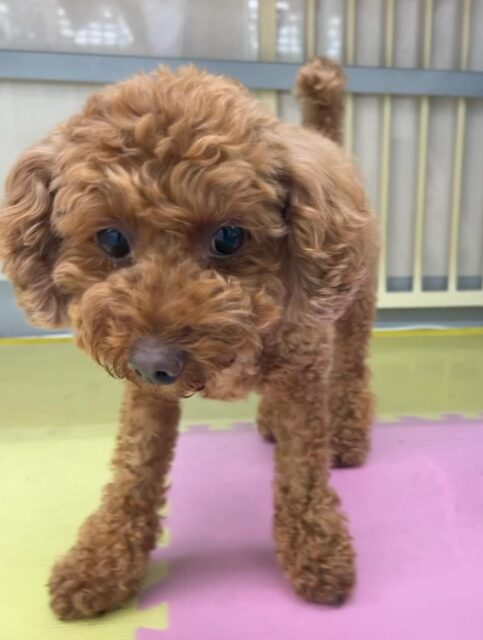 もこちゃん🐶
ニコペットにいるチワワちゃんに遊び誘われるとおしゃべりしていたり、スタッフに撫でて〜とあまえていました😊
🐾🐶愛犬のお悩みご相談ください🐶🐾
@kenkohmura_official
↑フォロー待ってます↑
〒955-0091 新潟県三条市上須頃大割428−1
☎︎ 0256-35-2571
✉️ info@kenkohmura.jp
HP: http://kenkohmura.jp
LINE: https://lin.ee/7LIz5sb
#犬幸村#犬の幼稚園 #吠える噛む #犬のしつけ #トイレ
トイプードル トイプードル可愛い トイプードル大好き