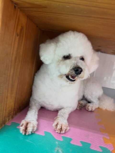 よもぎちゃん🐶
本日は鶴丸をやん丸と勘違いしたのかお腹を出したり、挨拶をしたりしていましたが、匂いを嗅いで間違えた‼️と気づいたようでした🤣
園内ではニコペットのちびっ子達にしつこくちょっかいを出されましたが怒ったりせずに優しい表情で歩き回ったりしていました🤭
🐾🐶愛犬のお悩みご相談ください🐶🐾
@kenkohmura_official
↑フォロー待ってます↑
〒955-0091 新潟県三条市上須頃大割428−1
☎︎ 0256-35-2571
✉️ info@kenkohmura.jp
HP: http://kenkohmura.jp
LINE: https://lin.ee/7LIz5sb
#犬幸村#犬の幼稚園 #吠える、噛む #犬のしつけ #トイレ
ミックスミックス犬ミックス犬可愛いミックス犬大好きミックス犬倶楽部