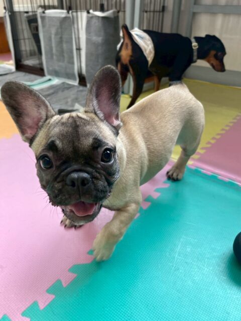 まるちゃん🐶
本日は朝から夕方まで1日中走りっぱなし、動きっぱなしで無限の体力を感じました🤣みんなで走り回ったり、ワンプロを仕掛けあったりして非常に楽しそうに過ごしていました🤭
🐾🐶愛犬のお悩みご相談ください🐶🐾
@kenkohmura_official
↑フォロー待ってます↑
〒955-0091 新潟県三条市上須頃大割428−1
☎︎ 0256-35-2571
✉️ info@kenkohmura.jp
HP: http://kenkohmura.jp
LINE: https://lin.ee/7LIz5sb
#犬幸村#犬の幼稚園 #吠える、噛む #犬のしつけ #トイレ
フレンチブルドッグフレブルフレブル可愛いフレブル大好きフレブル倶楽部