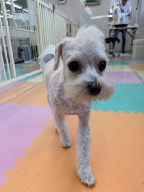 神威ちゃん🐶
本日はきりまるちゃんやププちゃん達と走り回ったり、ワンプロを仕掛けあったりして楽しんでいました🤭
午前中遊びすぎたのか夕方にはお休みモードでスタッフに甘えていました😍
🐾🐶愛犬のお悩みご相談ください🐶🐾
@kenkohmura_official
↑フォロー待ってます↑
〒955-0091 新潟県三条市上須頃大割428−1
☎︎ 0256-35-2571
✉️ info@kenkohmura.jp
HP: http://kenkohmura.jp
LINE: https://lin.ee/7LIz5sb
#犬幸村#犬の幼稚園 #吠える、噛む #犬のしつけ #トイレ
ミックスミックス犬ミックス犬可愛いミックス犬大好きミックス犬倶楽部