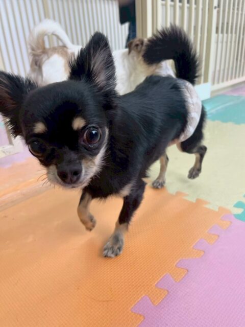 ひなたちゃん🐶
本日はかなり園内を動き回れていて、ベンの後ろをついていき、他の子達に挨拶をしたり、他の子達の匂いを嗅いだりしてコミュニケーションをとっていました👍
🐾🐶愛犬のお悩みご相談ください🐶🐾
@kenkohmura_official
↑フォロー待ってます↑
〒955-0091 新潟県三条市上須頃大割428−1
☎︎ 0256-35-2571
✉️ info@kenkohmura.jp
HP: http://kenkohmura.jp
LINE: https://lin.ee/7LIz5sb
#犬幸村#犬の幼稚園 #吠える、噛む #犬のしつけ #トイレ
チワワちわ可愛いチワワ大好きチワワ倶楽部
