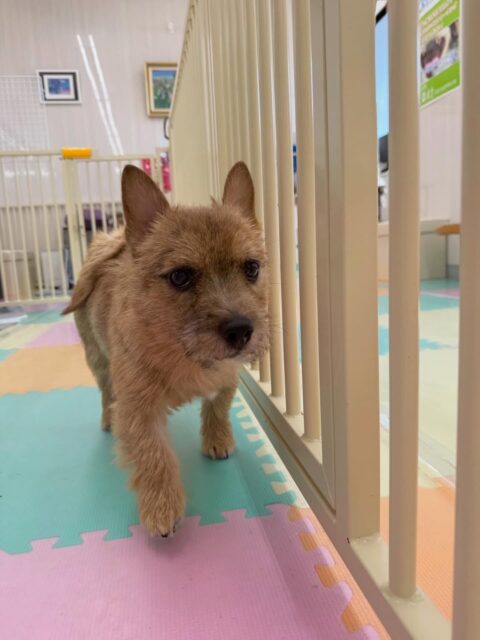 本日の鶴丸🐶
本日はつむぎちゃんに挨拶に行ってみたり、よもぎちゃんにやん丸に間違えられ、お腹を出してもらったりして過ごしていました🤣
🐾🐶愛犬のお悩みご相談ください🐶🐾
@kenkohmura_official
↑フォロー待ってます↑
〒955-0091 新潟県三条市上須頃大割428−1
☎︎ 0256-35-2571
✉️ info@kenkohmura.jp
HP: http://kenkohmura.jp
LINE: https://lin.ee/7LIz5sb
#犬幸村#犬の幼稚園 #吠える、噛む #犬のしつけ #トイレ
ノーリッチテリアノーリッチテリア可愛いノーリッチテリア大好きノーリッチテリア倶楽部