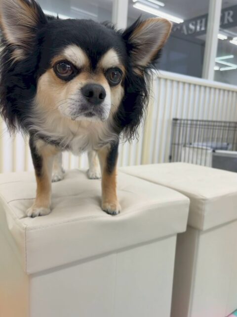 ゴロー丸ちゃん🐶
本日歯磨きトレーニングを開始して1年11ヶ月が経ちました
歯の状態は変わらずきちんとキープできているのでこの調子でキープを意識して頑張りましょう✊
お散歩トレーニングでは普段あまり面識のないスタッフの方にお散歩、抱っこをしてもらいました‼️怒ったり、唸ったりせずに上手に触ってもらっていました👍
🐾🐶愛犬のお悩みご相談ください🐶🐾
@kenkohmura_official
↑フォロー待ってます↑
〒955-0091 新潟県三条市上須頃大割428−1
☎︎ 0256-35-2571
✉️ info@kenkohmura.jp
HP: http://kenkohmura.jp
LINE: https://lin.ee/7LIz5sb
#犬幸村#犬の幼稚園 #吠える、噛む #犬のしつけ #トイレ
チワワチワワ可愛いチワワ大好きチワワ倶楽部チワワ可愛いすぎる