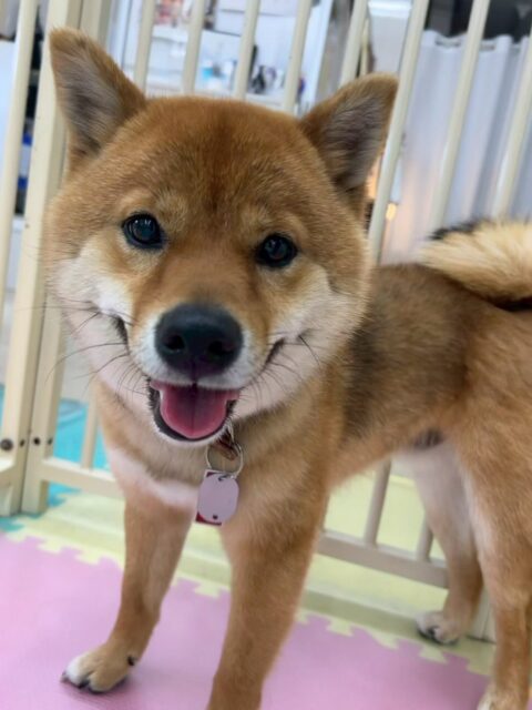 コロンちゃん🐶
本日歯磨きトレーニングを開始して1年8ヶ月が経ちました
大人の歯になってからも汚れがあまりついていないのでこのままキープを頑張りましょう✊
園内ではマルちゃんや、モカちゃん達と走り回ったり、ワンプロを仕掛けあったりして激しく遊んでいました🤭
🐾🐶愛犬のお悩みご相談ください🐶🐾
@kenkohmura_official
↑フォロー待ってます↑
〒955-0091 新潟県三条市上須頃大割428−1
☎︎ 0256-35-2571
✉️ info@kenkohmura.jp
HP: http://kenkohmura.jp
LINE: https://lin.ee/7LIz5sb
#犬幸村#犬の幼稚園 #吠える、噛む #犬のしつけ #トイレ
柴犬柴犬可愛い柴犬大好き柴犬倶楽部柴犬可愛いすぎる