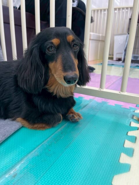 クッキーちゃん🐶
本日はニコペットのちびっ子達やププちゃん達にたくさんちょっかいをかけられていました🤭
ですが怒ったりせずに自分からも匂いをかいだり、挨拶を返したりしていてよかったです👍
🐾🐶愛犬のお悩みご相談ください🐶🐾
@kenkohmura_official
↑フォロー待ってます↑
〒955-0091 新潟県三条市上須頃大割428−1
☎︎ 0256-35-2571
✉️ info@kenkohmura.jp
HP: http://kenkohmura.jp
LINE: https://lin.ee/7LIz5sb
#犬幸村#犬の幼稚園 #吠える、噛む #犬のしつけ #トイレ
ダックスダックス可愛いダックス大好きダックス倶楽部