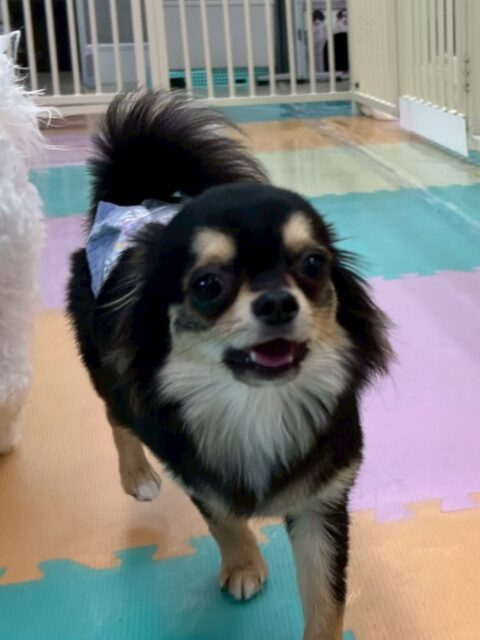 きりまるちゃん&まろちゃん🐶
本日は2頭ともかなり大暴れで楽しんでいた様子でした🤣
みんなと走り回ったり、まろちゃんはすごい表情でワンプロを楽しんだりしていました🤭
🐾🐶愛犬のお悩みご相談ください🐶🐾
@kenkohmura_official
↑フォロー待ってます↑
〒955-0091 新潟県三条市上須頃大割428−1
☎︎ 0256-35-2571
✉️ info@kenkohmura.jp
HP: http://kenkohmura.jp
LINE: https://lin.ee/7LIz5sb
#犬幸村#犬の幼稚園 #吠える、噛む #犬のしつけ #トイレ
チワワチワワ可愛いチワワ大好きチワワ倶楽部チワワ可愛いすぎる