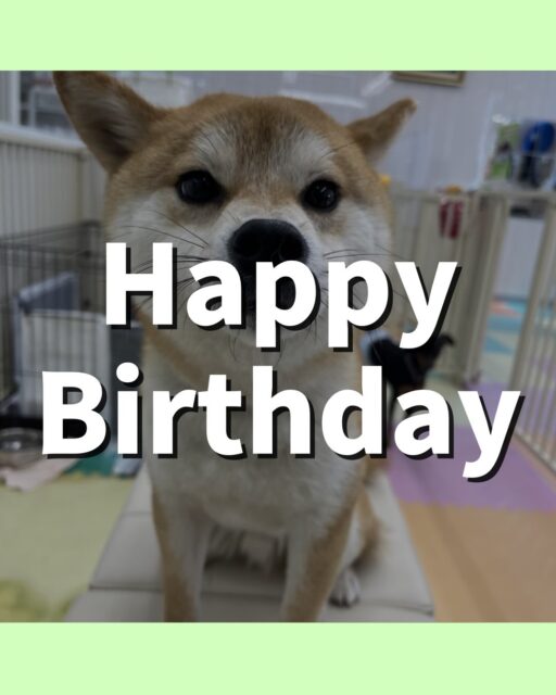 こまちゃん🐶
お誕生日おめでとうございます🎂👏🏻
お気に入りの椅子の上からジョージちゃんやきりまるちゃんとおしゃべりしていました😆
🐾🐶愛犬のお悩みご相談ください🐶🐾
@kenkohmura_official
↑フォロー待ってます↑
〒955-0091 新潟県三条市上須頃大割428−1
☎︎ 0256-35-2571
✉️ info@kenkohmura.jp
HP: http://kenkohmura.jp
LINE: https://lin.ee/7LIz5sb
#犬幸村#犬の幼稚園 #吠える噛む #犬のしつけ #トイレ
柴犬 柴犬可愛い 柴犬大好き