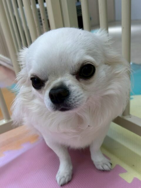 ビビちゃん🐶
本日はニコペットのちびっ子達やきりまるちゃんやマルちゃん、モカちゃん達にたくさんちょっかいを出されましたがあまり怒らずに自分から匂いを嗅ぎに行く時もあったのでよかったです👍
🐾🐶愛犬のお悩みご相談ください🐶🐾
@kenkohmura_official
↑フォロー待ってます↑
〒955-0091 新潟県三条市上須頃大割428−1
☎︎ 0256-35-2571
✉️ info@kenkohmura.jp
HP: http://kenkohmura.jp
LINE: https://lin.ee/7LIz5sb
#犬幸村#犬の幼稚園 #吠える、噛む #犬のしつけ #トイレ
チワワチワワ可愛いチワワ大好きチワワ倶楽部チワワ可愛いすぎる
