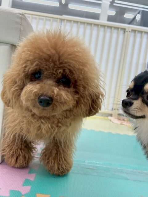 ププちゃん🐶
本日も大好きなきりまるちゃんとまろちゃん、モカちゃん達とワンプロをしたり、走り回ったりちょっかいを出し合って遊び回っていました🤣
🐾🐶愛犬のお悩みご相談ください🐶🐾
@kenkohmura_official
↑フォロー待ってます↑
〒955-0091 新潟県三条市上須頃大割428−1
☎︎ 0256-35-2571
✉️ info@kenkohmura.jp
HP: http://kenkohmura.jp
LINE: https://lin.ee/7LIz5sb
#犬幸村#犬の幼稚園 #吠える、噛む #犬のしつけ #トイレ
トイプートイプー可愛いトイプー大好きトイプー可愛いすぎる