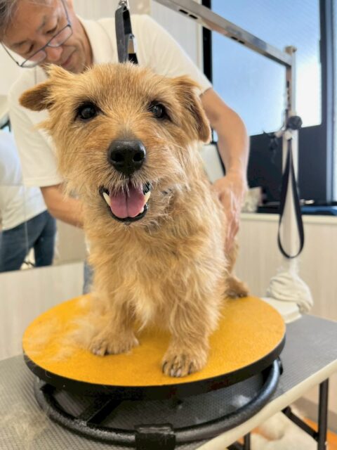 ゴローちゃん🐶
本日はピピちゃんや大吉ちゃん達のチームビションが気に入ったようで遊びを誘ったり、匂いを嗅いだりして興味津々でした🤭
🐾🐶愛犬のお悩みご相談ください🐶🐾
@kenkohmura_official
↑フォロー待ってます↑
〒955-0091 新潟県三条市上須頃大割428−1
☎︎ 0256-35-2571
✉️ info@kenkohmura.jp
HP: http://kenkohmura.jp
LINE: https://lin.ee/7LIz5sb
#犬幸村#犬の幼稚園 #吠える、噛む #犬のしつけ #トイレ
ノーフォークテリアノーフォークテリア可愛いノーフォークテリア大好きノーフォークテリア倶楽部