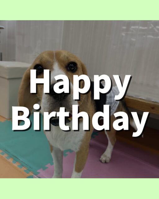 ジョージちゃん🐶
お誕生日おめでとうございます🎂👏🏻
ボランティアの方が気に入ったみたいで甘えたり、ププちゃんやきりまるちゃんと走り回って遊んでいました☺️
歯磨きトレーニング開始して8ヶ月経過しました🦷🪥✨
歯の白さこれからも維持していきましょう!
🐾🐶愛犬のお悩みご相談ください🐶🐾
@kenkohmura_official
↑フォロー待ってます↑
〒955-0091 新潟県三条市上須頃大割428−1
☎︎ 0256-35-2571
✉️ info@kenkohmura.jp
HP: http://kenkohmura.jp
LINE: https://lin.ee/7LIz5sb
#犬幸村#犬の幼稚園 #吠える噛む #犬のしつけ #トイレ
ビーグル ビーグル可愛い ビーグル大好き
