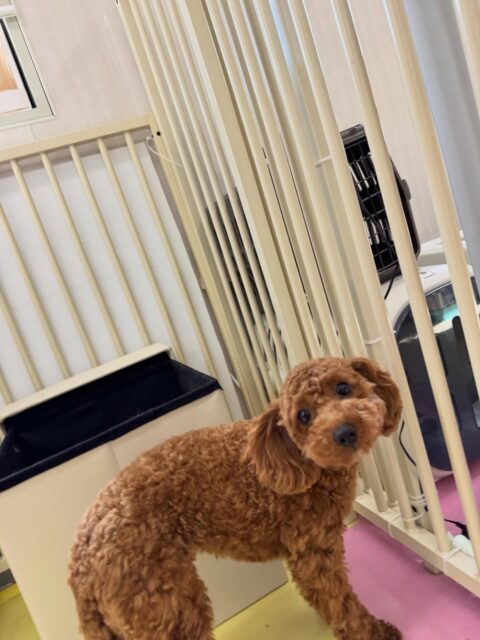 モカちゃん🐶
本日はまろちゃんやきりまるちゃん、ププちゃん達と走り回ったり、みんなで激しいワンプロを仕掛けあったりして楽しんでいました🤣
🐾🐶愛犬のお悩みご相談ください🐶🐾
@kenkohmura_official
↑フォロー待ってます↑
〒955-0091 新潟県三条市上須頃大割428−1
☎︎ 0256-35-2571
✉️ info@kenkohmura.jp
HP: http://kenkohmura.jp
LINE: https://lin.ee/7LIz5sb
#犬幸村#犬の幼稚園 #吠える、噛む #犬のしつけ #トイレ
トイプートイプー可愛いトイプー大好きトイプー倶楽部トイプー可愛いすぎる