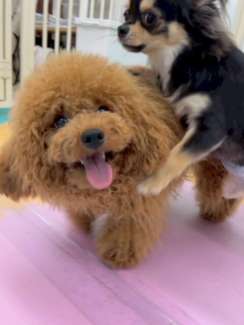 ププちゃん🐶
本日はきりまるちゃんやぽん太達と走り回ったり、みんなでワンプロを仕掛けあったりして非常に楽しそうに過ごしていました🤭
🐾🐶愛犬のお悩みご相談ください🐶🐾
@kenkohmura_official
↑フォロー待ってます↑
〒955-0091 新潟県三条市上須頃大割428−1
☎︎ 0256-35-2571
✉️ info@kenkohmura.jp
HP: http://kenkohmura.jp
LINE: https://lin.ee/7LIz5sb
#犬幸村#犬の幼稚園 #吠える、噛む #犬のしつけ #トイレ
トイプートイプー可愛いトイプー大好きトイプー倶楽部