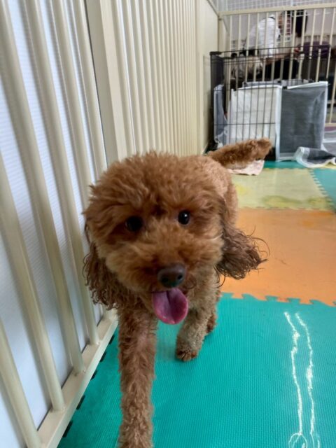 チコちゃん🐶
本日歯磨きトレーニングを開始して1年8ヶ月が経ちました
歯の状態は変わらずキープできているのでこのまま毎日歯磨きを意識しきて汚れないようにして頑張りましょう✊
園内ではクッキーちゃんやププちゃん達に遊びを誘ったり、匂いを嗅ぎ合ったりして過ごしていました👍
🐾🐶愛犬のお悩みご相談ください🐶🐾
@kenkohmura_official
↑フォロー待ってます↑
〒955-0091 新潟県三条市上須頃大割428−1
☎︎ 0256-35-2571
✉️ info@kenkohmura.jp
HP: http://kenkohmura.jp
LINE: https://lin.ee/7LIz5sb
#犬幸村#犬の幼稚園 #吠える、噛む #犬のしつけ #トイレ
トイプートイプー可愛いトイプー可愛いすぎるトイプー倶楽部