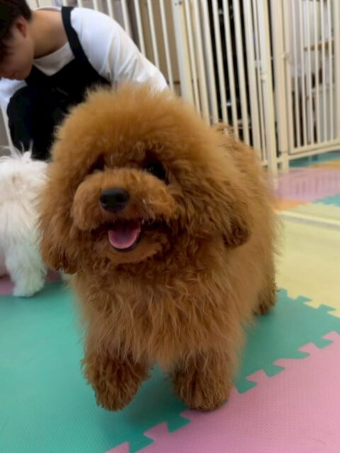 ププちゃん🐶
本日もニコペットのちびっ子達と走り回ったり、激しいワンプロを仕掛けあったりして非常に楽しそうに遊び回って過ごしていました👍
🐾🐶愛犬のお悩みご相談ください🐶🐾
@kenkohmura_official
↑フォロー待ってます↑
〒955-0091 新潟県三条市上須頃大割428−1
☎︎ 0256-35-2571
✉️ info@kenkohmura.jp
HP: http://kenkohmura.jp
LINE: https://lin.ee/7LIz5sb
#犬幸村#犬の幼稚園 #吠える、噛む #犬のしつけ #トイレ
トイプートイプー可愛いトイプー大好きトイプー倶楽部