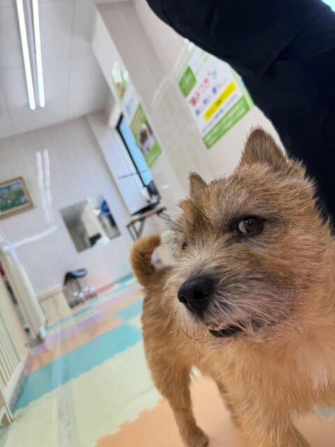 明日は木曜日休園日です🐶
🐾🐶愛犬のお悩みご相談ください🐶🐾
@kenkohmura_official
↑フォロー待ってます↑
〒955-0091 新潟県三条市上須頃大割428−1
☎︎ 0256-35-2571
✉️ info@kenkohmura.jp
HP: http://kenkohmura.jp
LINE: https://lin.ee/7LIz5sb
#犬幸村#犬の幼稚園 #吠える、噛む #犬のしつけ #トイレ