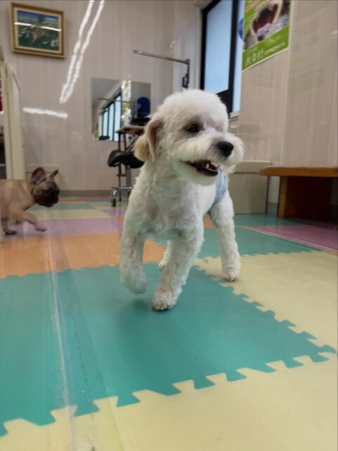 ふうちゃん🐶
本日は朝から来てくれているみんなに必ず遊びを誘ったり、
ハイテンションで挨拶をして回ってくれていました🤭
みんなとワンプロを仕掛けあったり、走り回ったりして本日も楽しそうに過ごしていました👍
🐾🐶愛犬のお悩みご相談ください🐶🐾
@kenkohmura_official
↑フォロー待ってます↑
〒955-0091 新潟県三条市上須頃大割428−1
☎︎ 0256-35-2571
✉️ info@kenkohmura.jp
HP: http://kenkohmura.jp
LINE: https://lin.ee/7LIz5sb
#犬幸村#犬の幼稚園 #吠える、噛む #犬のしつけ #トイレ
ミックスミックス犬ミックス犬可愛いミックス犬大好きミックス犬倶楽部