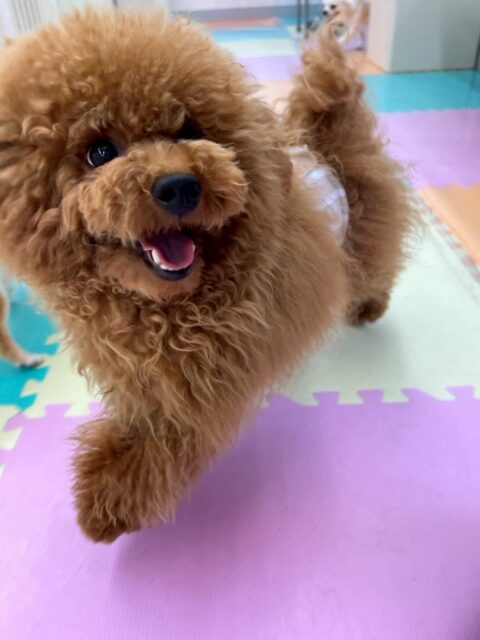 ププちゃん🐶
本日もニコペットのちびっ子達と大爆走‼️みんなで走り回ったり、遊びを仕掛けあったりして非常に楽しそうに過ごしていました🤭
いつも以上に遊びスイッチがON状態でハイテンションなププちゃんでした🤣
🐾🐶愛犬のお悩みご相談ください🐶🐾
@kenkohmura_official
↑フォロー待ってます↑
〒955-0091 新潟県三条市上須頃大割428−1
☎︎ 0256-35-2571
✉️ info@kenkohmura.jp
HP: http://kenkohmura.jp
LINE: https://lin.ee/7LIz5sb
#犬幸村#犬の幼稚園 #吠える、噛む #犬のしつけ #トイレ
トイプートイプー可愛いトイプー大好きトイプー倶楽部