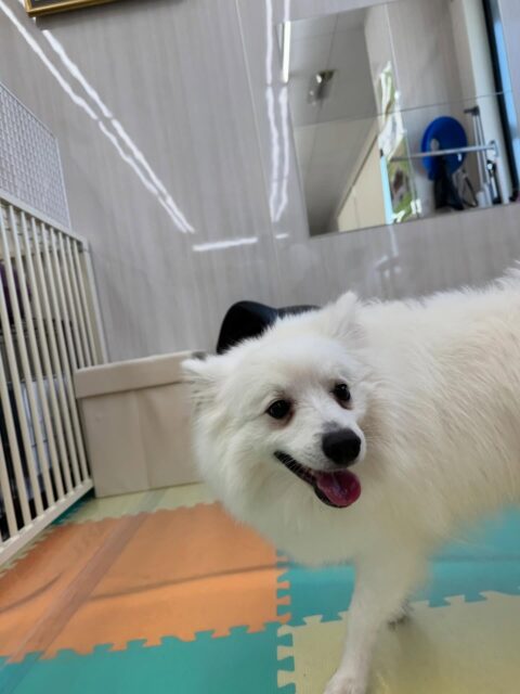 幸ちゃん🐶
本日はマルちゃんやぽん太、ニコペットのスタンダードプードル達と走り回ったり、みんなでワンプロをしたりして楽しんでいました🤭
遊びに入れてよーと可愛い表情で遊びに入って激しい表情で遊んでいました🤣
🐾🐶愛犬のお悩みご相談ください🐶🐾
@kenkohmura_official
↑フォロー待ってます↑
〒955-0091 新潟県三条市上須頃大割428−1
☎︎ 0256-35-2571
✉️ info@kenkohmura.jp
HP: http://kenkohmura.jp
LINE: https://lin.ee/7LIz5sb
#犬幸村#犬の幼稚園 #吠える、噛む #犬のしつけ #トイレ
スピッツスピッツ大好きスピッツ倶楽部スピッツ可愛いすぎる