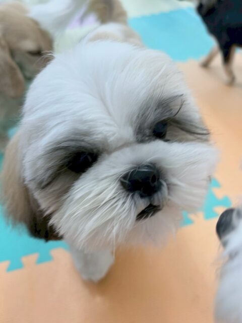 マルちゃん🐶
本日は大好きなやん丸やぽん太とワンプロをしたり、お腹を出してかまって〜とアピールしたりしていました🤭
遊べる子達を探し回って遊べそうな子達全員に遊びを誘って楽しそうに過ごしていました🤣
🐾🐶愛犬のお悩みご相談ください🐶🐾
@kenkohmura_official
↑フォロー待ってます↑
〒955-0091 新潟県三条市上須頃大割428−1
☎︎ 0256-35-2571
✉️ info@kenkohmura.jp
HP: http://kenkohmura.jp
LINE: https://lin.ee/7LIz5sb
#犬幸村#犬の幼稚園 #吠える、噛む #犬のしつけ #トイレ
シーズーシーズー可愛いシーズー大好きシーズー倶楽部シーズー可愛いすぎる