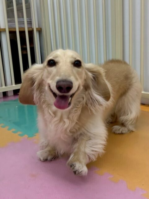 シロちゃん🐶
本日歯磨きトレーニングを開始して1年9ヶ月が経ちました
歯の状態はキープできているのでこのまま意識をして継続しましょう✊
カットも上手にやらせてくれてサマーカットでとてもスッキリさらに可愛くなりました😍
園内ではみんなが走り出すとなんだなんだー‼️とシロちゃんも走り回ったり、匂いを嗅いだりしてハイテンションで楽しめていました👍
🐾🐶愛犬のお悩みご相談ください🐶🐾
@kenkohmura_official
↑フォロー待ってます↑
〒955-0091 新潟県三条市上須頃大割428−1
☎︎ 0256-35-2571
✉️ info@kenkohmura.jp
HP: http://kenkohmura.jp
LINE: https://lin.ee/7LIz5sb
#犬幸村#犬の幼稚園 #吠える、噛む #犬のしつけ #トイレ
ダックスダックス可愛いダックス大好きダックス倶楽部