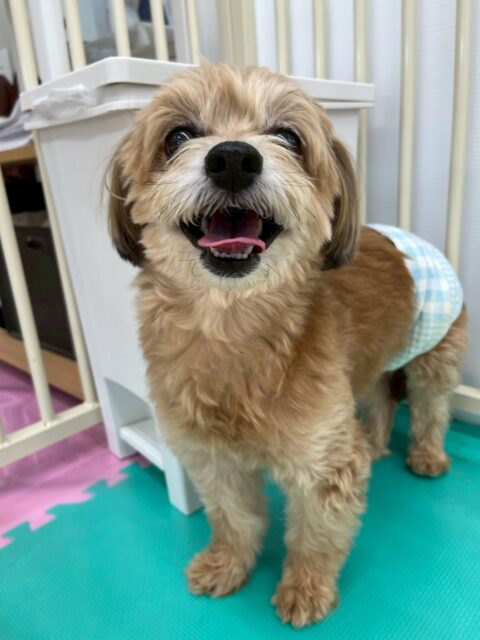 初来園のコジロウちゃん🐶
本日は幼稚園体験の時と違い、かなり園内を歩き回ったり、みんなとコミュニケーションが取れていました👍
最初は緊張していましたが、だんだん緊張も取れて、リラックスした表情でした👏
お散歩トレーニングでは、初めての場所で緊張があったのか全く問題なく上手にお散歩をしてくれていました🎉
🐾🐶愛犬のお悩みご相談ください🐶🐾
@kenkohmura_official
↑フォロー待ってます↑
〒955-0091 新潟県三条市上須頃大割428−1
☎︎ 0256-35-2571
✉️ info@kenkohmura.jp
HP: http://kenkohmura.jp
LINE: https://lin.ee/7LIz5sb
#犬幸村#犬の幼稚園 #吠える、噛む #犬のしつけ #トイレ
ミックスミックス犬ミックス犬可愛いミックス犬大好きミックス犬倶楽部