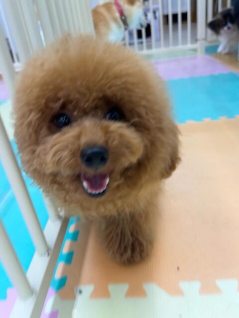 ププちゃん🐶
マロンちゃんの顔を舐めたり、ジョージちゃんと挨拶したりしていました🙌
お散歩トレーニングでは楽しそうに歩いたり、お客様に撫でて〜とアピールしていました☺️
🐾🐶愛犬のお悩みご相談ください🐶🐾
@kenkohmura_official
 ↑フォロー待ってます↑

〒955-0091 新潟県三条市上須頃大割４２８−１
☎︎ 0256-35-2571
✉️ info@kenkohmura.jp
HP: http://kenkohmura.jp
LINE: https://lin.ee/7LIz5sb

#犬幸村#犬の幼稚園 #吠える噛む #犬のしつけ #トイレ
 トイプードル トイプードル大好き トイプードル可愛い