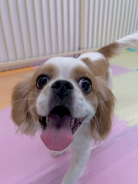らぶちゃん🐶
本日はニコペットのちびっ子やモカちゃん、ププちゃん達と走り回ったり、みんなでワンプロを仕掛けあったりして楽しそうにして過ごしていました👍
🐾🐶愛犬のお悩みご相談ください🐶🐾
@kenkohmura_official
↑フォロー待ってます↑
〒955-0091 新潟県三条市上須頃大割428−1
☎︎ 0256-35-2571
✉️ info@kenkohmura.jp
HP: http://kenkohmura.jp
LINE: https://lin.ee/7LIz5sb
#犬幸村#犬の幼稚園 #吠える、噛む #犬のしつけ #トイレ
ミックスミックス犬ミックス犬可愛いミックス犬大好きミックス犬倶楽部