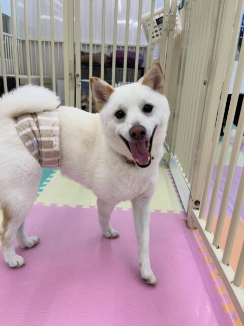 コハクちゃん🐶
ジョージちゃんと楽しそうに走り回って遊んだり、寅丸ちゃんと激しくおしゃべりしていました✨️
レーキングやお散歩トレーニング頑張っていました！！
🐾🐶愛犬のお悩みご相談ください🐶🐾
@kenkohmura_official
 ↑フォロー待ってます↑

〒955-0091 新潟県三条市上須頃大割４２８−１
☎︎ 0256-35-2571
✉️ info@kenkohmura.jp
HP: http://kenkohmura.jp
LINE: https://lin.ee/7LIz5sb

#犬幸村#犬の幼稚園 #吠える噛む #犬のしつけ #トイレ
 柴犬 柴犬可愛い 柴犬大好き