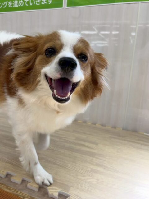 マロンちゃん🐶
本日歯磨きトレーニングを開始して1年9ヶ月が経ちました
歯の状態は非常に綺麗に保っているのでこのまま継続を意識して頑張りましょう✊

園内ではリラちゃんやププちゃん達と走り回ったり、みんなで匂いを嗅ぎ合ったりして楽しそうに過ごしていました🤭

🐾🐶愛犬のお悩みご相談ください🐶🐾
@kenkohmura_official
 ↑フォロー待ってます↑

〒955-0091 新潟県三条市上須頃大割４２８−１
☎︎ 0256-35-2571
✉️ info@kenkohmura.jp
HP: http://kenkohmura.jp
LINE: https://lin.ee/7LIz5sb

#犬幸村#犬の幼稚園 #吠える、噛む #犬のしつけ #トイレ
パピヨンパピヨン可愛いパピヨン大好きパピヨン倶楽部パピヨン可愛いすぎる
