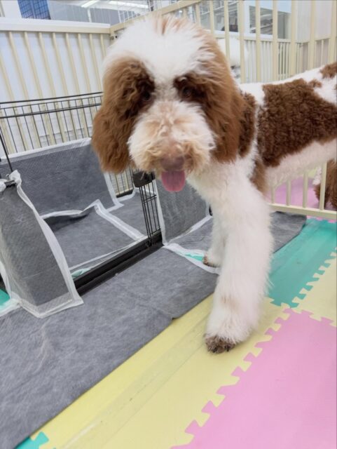 幼稚園体験に来てくれました🐶
来てすぐにジョージちゃんやぽん太とワンプロを仕掛けあったりして非常に楽しそうに過ごしていました🤭

園内ではチーム柴ちゃんにたくさんおしゃべりをされて少したじたじでいましたが、だんだん走ったり、匂いをができるようになっていたのでよかったです👏

🐾🐶愛犬のお悩みご相談ください🐶🐾
@kenkohmura_official
 ↑フォロー待ってます↑

〒955-0091 新潟県三条市上須頃大割４２８−１
☎︎ 0256-35-2571
✉️ info@kenkohmura.jp
HP: http://kenkohmura.jp
LINE: https://lin.ee/7LIz5sb

#犬幸村#犬の幼稚園 #吠える、噛む #犬のしつけ #トイレ
スタンダードプードルスタンダードプードル可愛いスタンダードプードル大好きスタンダードプードル倶楽部