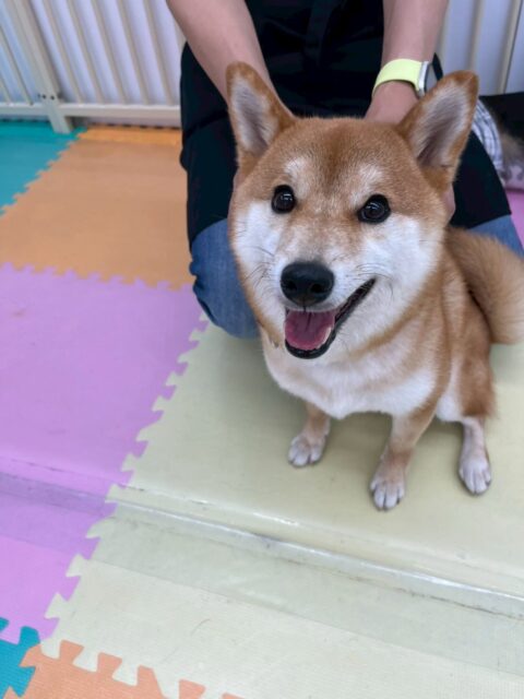 つくしちゃん🐶
本日歯磨きトレーニングを開始して1年7ヶ月が経ちました
歯の状態は少し汚れがつき始めてきたので意識して磨いていきましょう✊

園内ではいろんな子達の匂いを嗅いだり、柴ちゃんがたくさんきていたので挨拶をしあったり、激しく討論をしたりして過ごしていました🤭

🐾🐶愛犬のお悩みご相談ください🐶🐾
@kenkohmura_official
 ↑フォロー待ってます↑

〒955-0091 新潟県三条市上須頃大割４２８−１
☎︎ 0256-35-2571
✉️ info@kenkohmura.jp
HP: http://kenkohmura.jp
LINE: https://lin.ee/7LIz5sb

#犬幸村#犬の幼稚園 #吠える、噛む #犬のしつけ #トイレ
柴犬柴犬可愛い柴犬大好き柴犬倶楽部